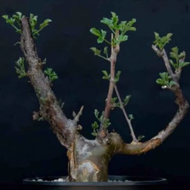Rare 2 PCS Commiphora Pteleifolia Seeds Burseraceae Plant