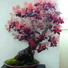Rare 5 PCS Cotinus Coggygria Scumpia Smoke Tree Shrub Seeds Ornamental Plant Park