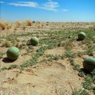 Rare 5 PCS Seeds Citrullus lanatus var. citroides , Watermelon genus