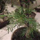 Rare 1 PC Seeds Bursera galeottiana , Rare, Bonsai Plant