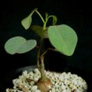Rare 5 PCS Seeds Adenia isaloensis , Rare, Bonsai Plant