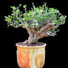 Rare 2 PCS Seeds Bursera Schlechtendalii , Rare, Bonsai plant, Burseraceae