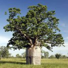 Rare 5 PCS Seeds Adansonia Gregorii Boab Baobab Bottle Tree