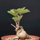 Rare 2 PCS Seeds Cyphostemma sp. 'Ngare Mara' , Rare, Bonsai plant