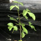 Rare 2 PCS Seeds Commiphora mildbraedii , Rare, Bonsai plant, Burseraceae, Reddish Brown Bark