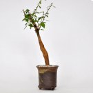 Rare 2 PCS Commiphora lindensis, Rare, Bonsai plant, Burseraceae