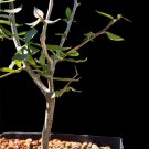 Rare 5 PCS Commiphora schimperi Seeds Rare plants