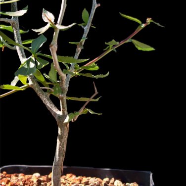 Rare 5 PCS Commiphora schimperi Seeds Rare plants