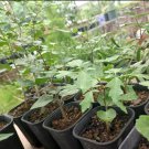 Rare 5 PCS Cyphostemma roseiglandulosum Seeds Cyphostemma juttae
