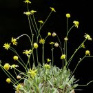 Rare 10 PCS Othonna retrorsa Seeds Bonsai plant