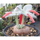Rare 20 PCS Sinningia leucotricha Seeds Bonsai plant