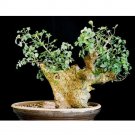 Rare 2 pcs Commiphora campestris Seeds Bonsai plant