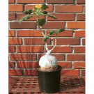 Rare 2 pcs Uncarina roeoesliana Seeds Bonsai plant