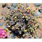 Rare 10 pcs Ceraria fruticulosa Seeds Lovely potted plants