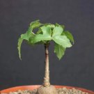 Rare 2 pcs Cussonia natalensis Fresh Seeds Good bonsai plants