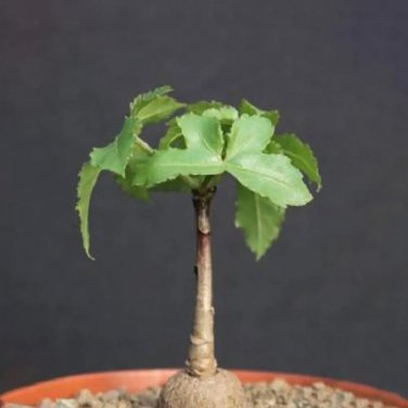 Rare 2 pcs Cussonia natalensis Fresh Seeds Good bonsai plants