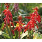 Rare 10 pcs Lachenalia bulbifera Fresh Seed Very Beautiful Flowers