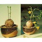 Rare 10 pcs TALINUM caffra Fresh Seed