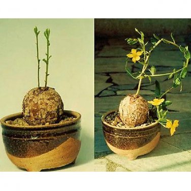 Rare 10 pcs TALINUM caffra Fresh Seed