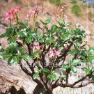 Rare 5 pcs Pachypodium baronii Fresh Seed