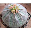 Rare 5 pcs EUPHORBIA obesa Fresh Seed