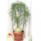 Rare 10 pcs B0WIEA volubilis Fresh Seed