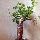 Rare 5 pcs Commiphora edulis Fresh Seed