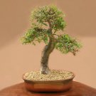 Rare 5 pcs Commiphora harveyi Fresh Seed