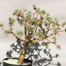 Rare 5 pcs OTHONNA arbuscula Fresh seeds
