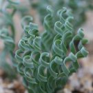 Rare 10 pcs Albuca concordiana Fresh seeds