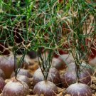 Rare 10 pcs Schizobasis intricata Fresh seeds
