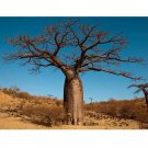 Rare 2 pcs Adansonia Digitata - Baobab Tree - Excellent Bonsai