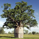 Rare 5 pcs Adansonia digitata (Baobab) Tree - seeds