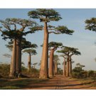 Rare 2 pcs Adansonia Typed-Baobab Tree - seeds