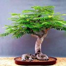 Rare 5 pcs Delonix regia Fresh Seeds Bonsai plant