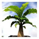Rare 5pcs Entandrophragma caudatum Wooden Banana