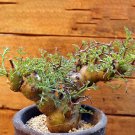Rare 5pcs Pelargonium crithmifolium Seeds Rare plants