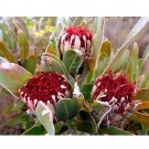 Rare 6 pcs Protea Longifolia Seeds * Stunning Long-leaf red Sugarbush