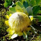 Rare 6 pcs Protea Nitida (wagon tree) Flower Seeds