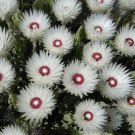 Rare 6 pcs Protea syncarpha vestita Seeds - Rare South African Shrub