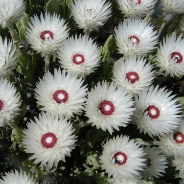 Rare 6 pcs Protea syncarpha vestita Seeds - Rare South African Shrub