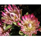Rare 6 pcs Protea susannae Seeds - Rare South African Shrub