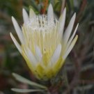 Rare 6 pcs Protea repens (white) Seeds - Rare South African Shrub