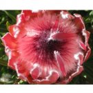 Rare 6 pcs Protea Eximia, seeds South Africa's national flower, Fairy Flower