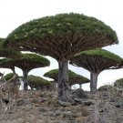 Rare 5 pcs Dragon Tree (Dracaena Draco) - fresh plant seeds