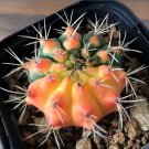 Rare 10 pcs Gymnocalycium anisitsii Seeds Rare Cactus Plants