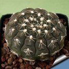 Rare 10 pcs Gymnocalycium ragonesei Seeds Rare Cactus Plants