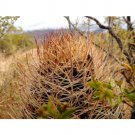 Rare 10 pcs Pyrrhocactus pachacoensis Seeds Rare Cactus Plants