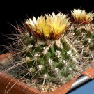 Rare 10 pcs Thelocactus flavus HK 362 Seeds Rare Cactus Plants
