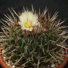 Rare 10 pcs Thelocactus lophothele Seeds Rare Cactus Plants